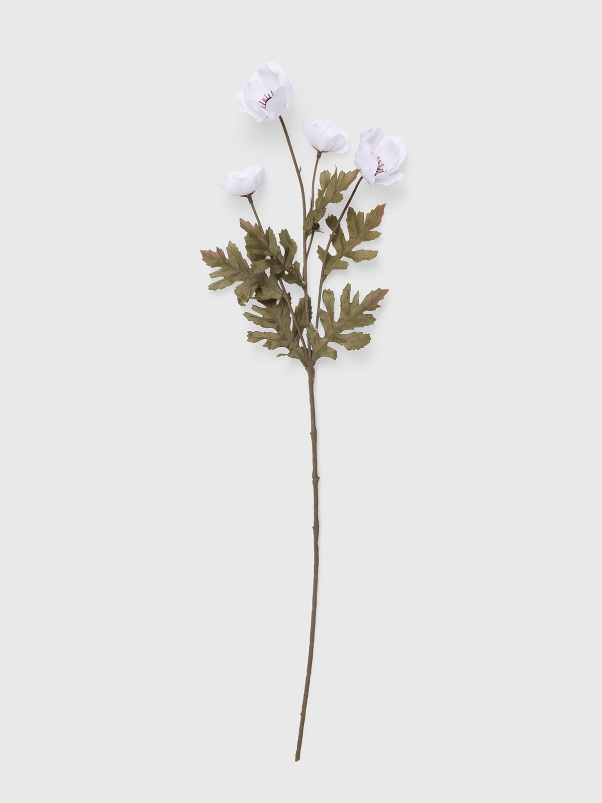 Anemone stem