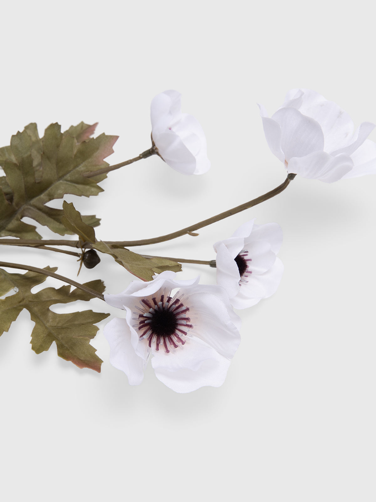 Anemone stem
