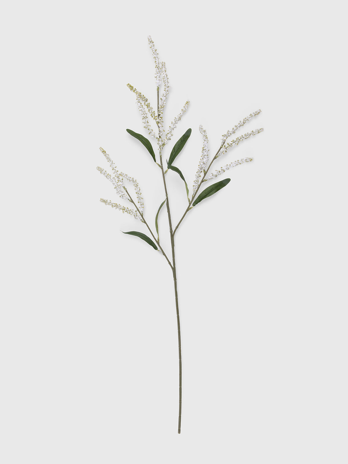 Liriope stem
