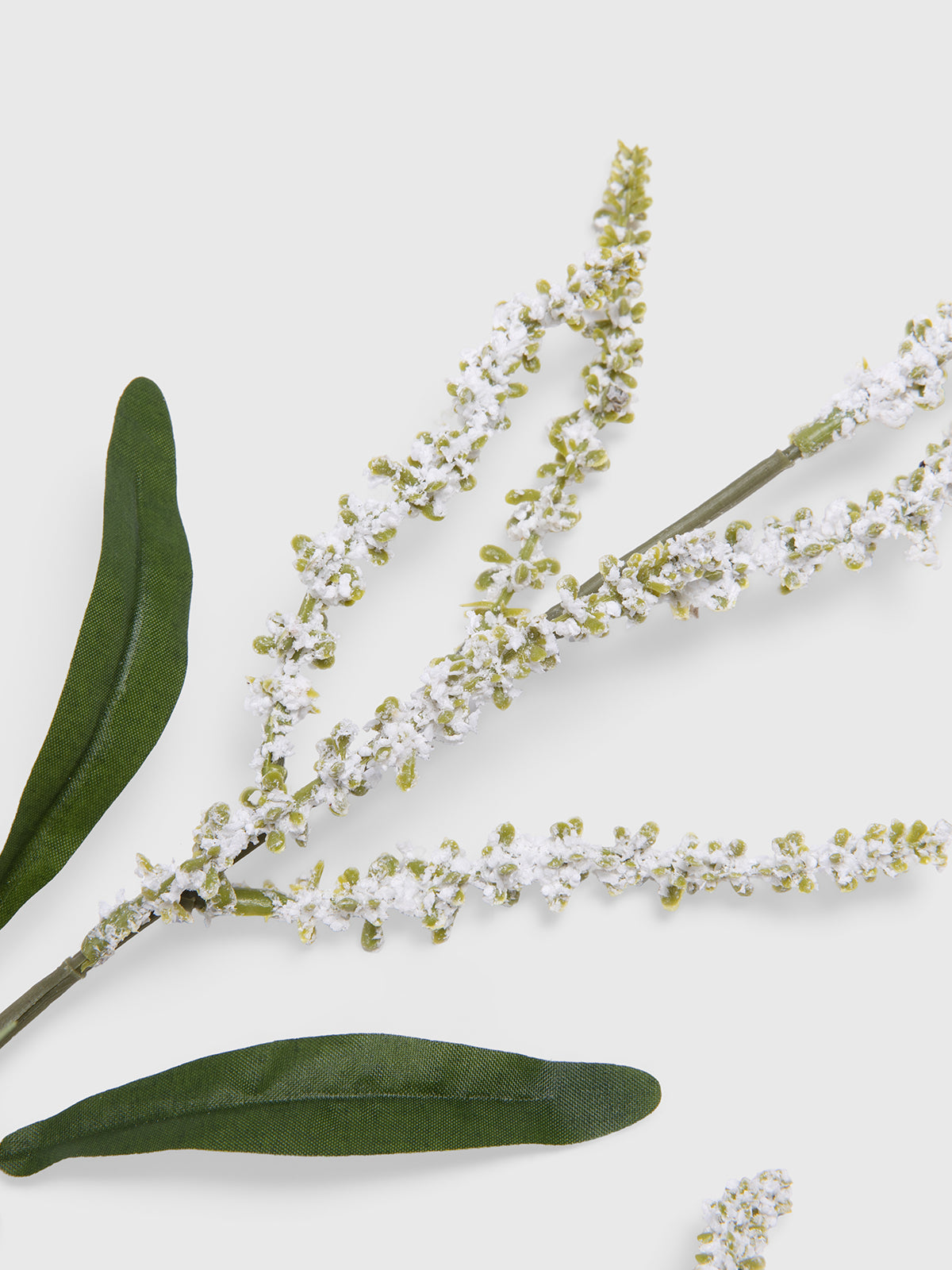 Liriope stem