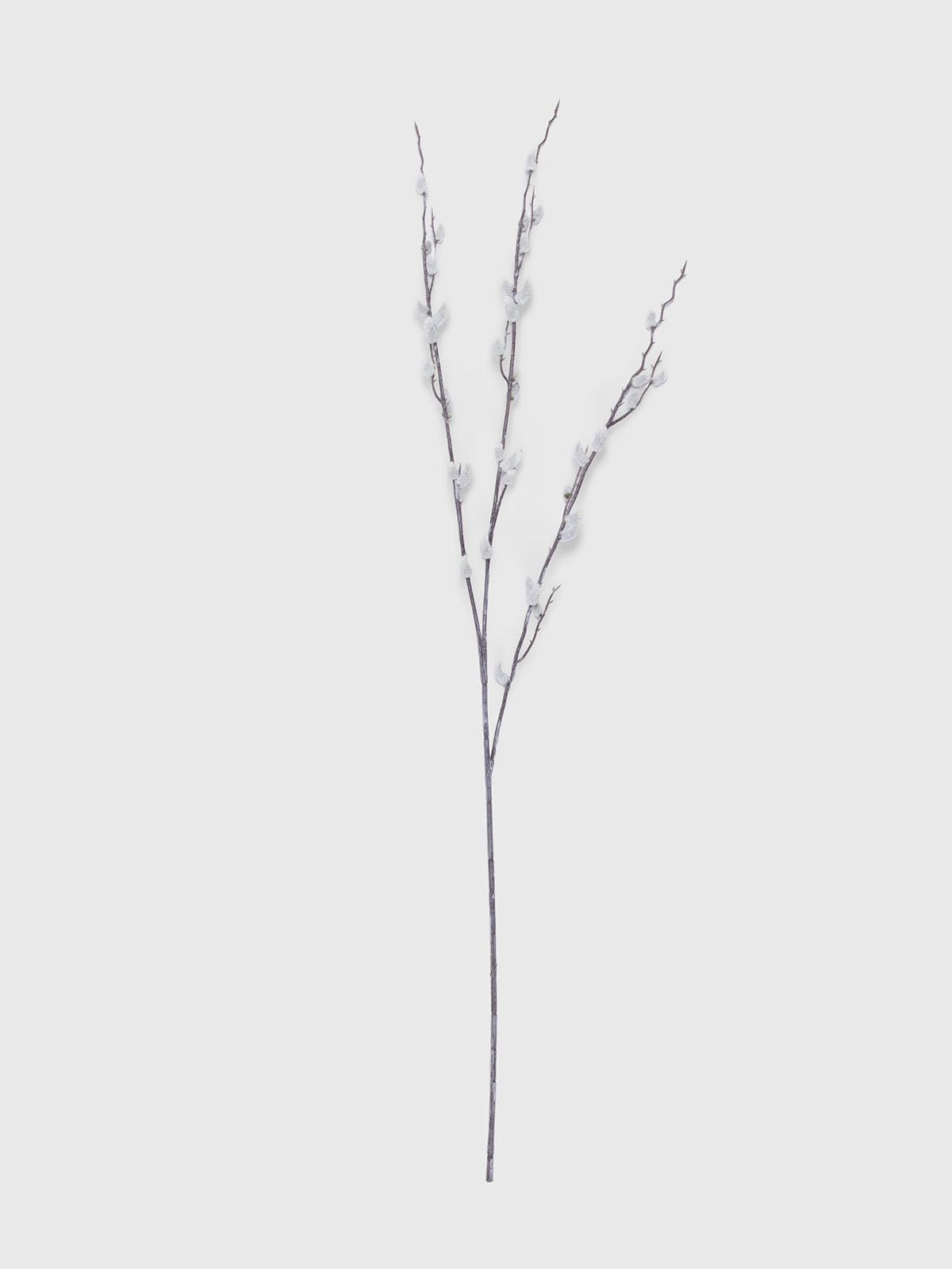 Tige de Salix Argyracea