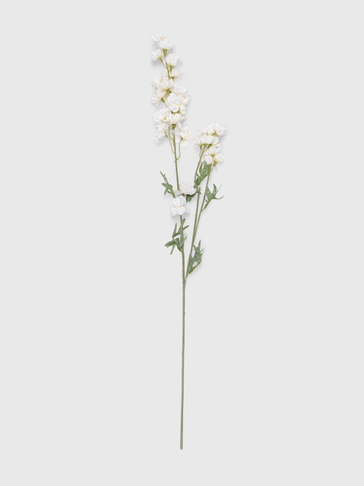 Tige de Larkspur
