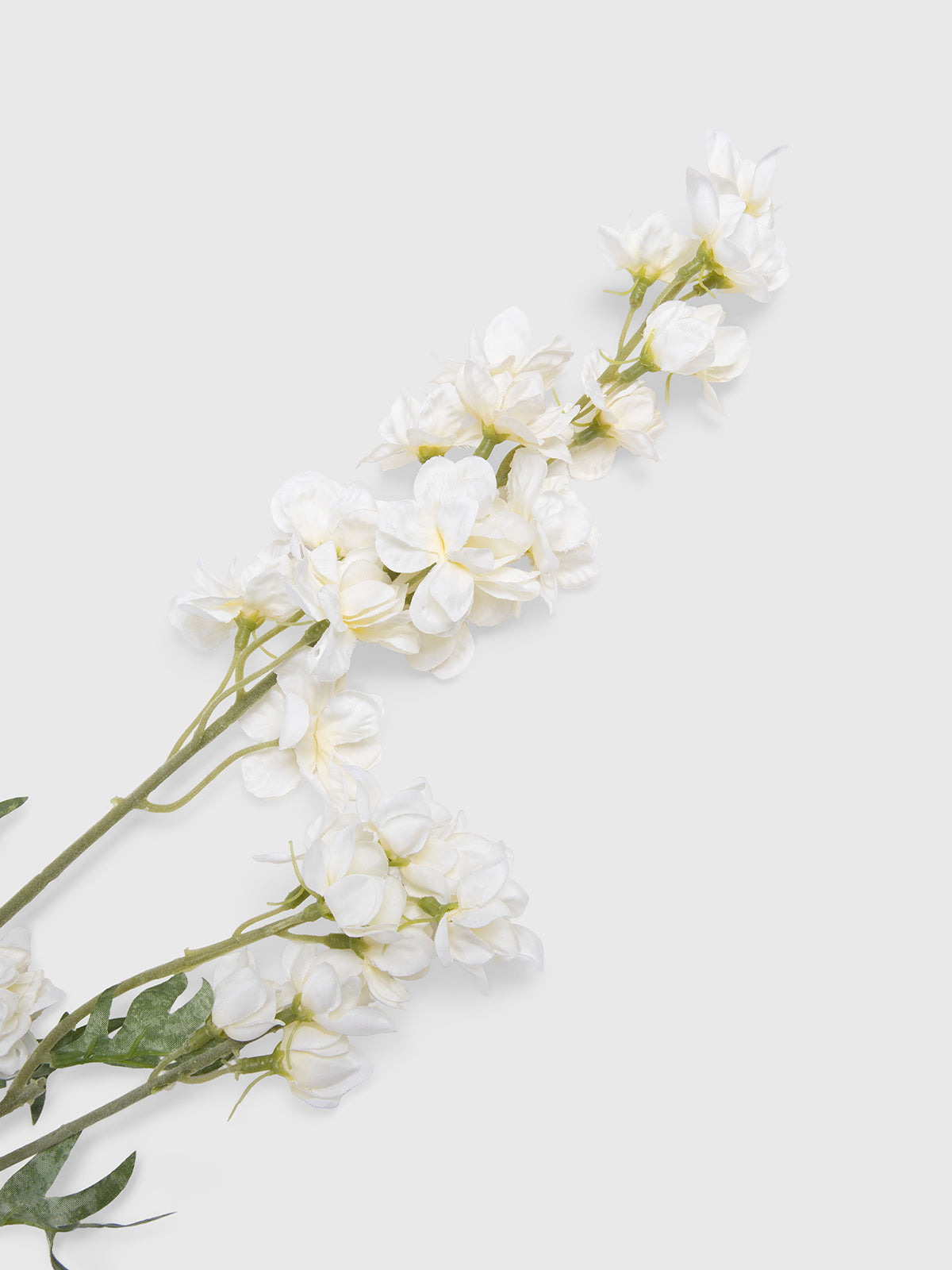 Tige de Larkspur