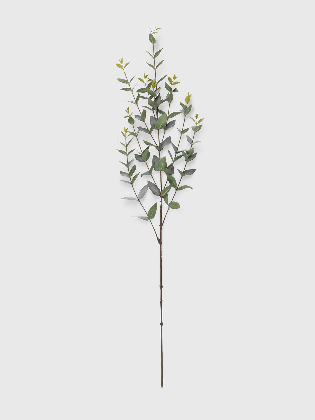 Eucalyptus branch