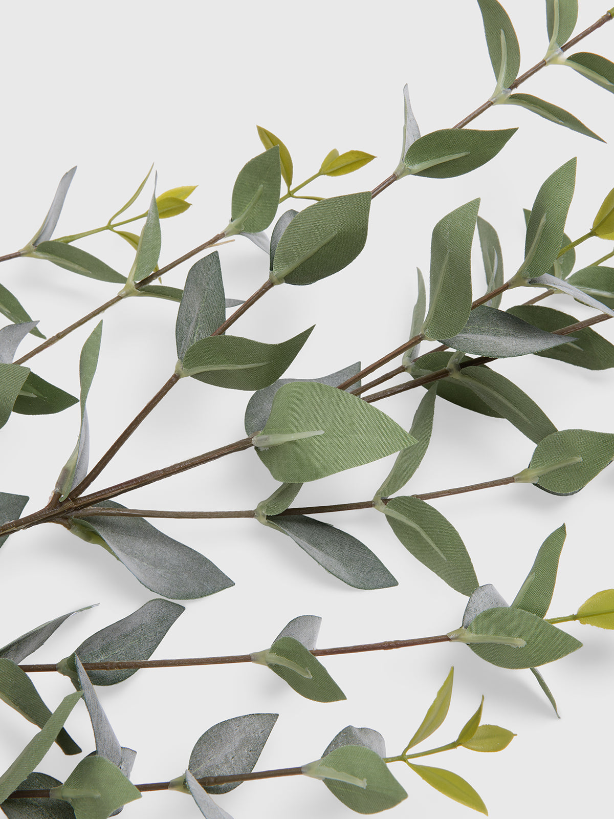 Eucalyptus branch