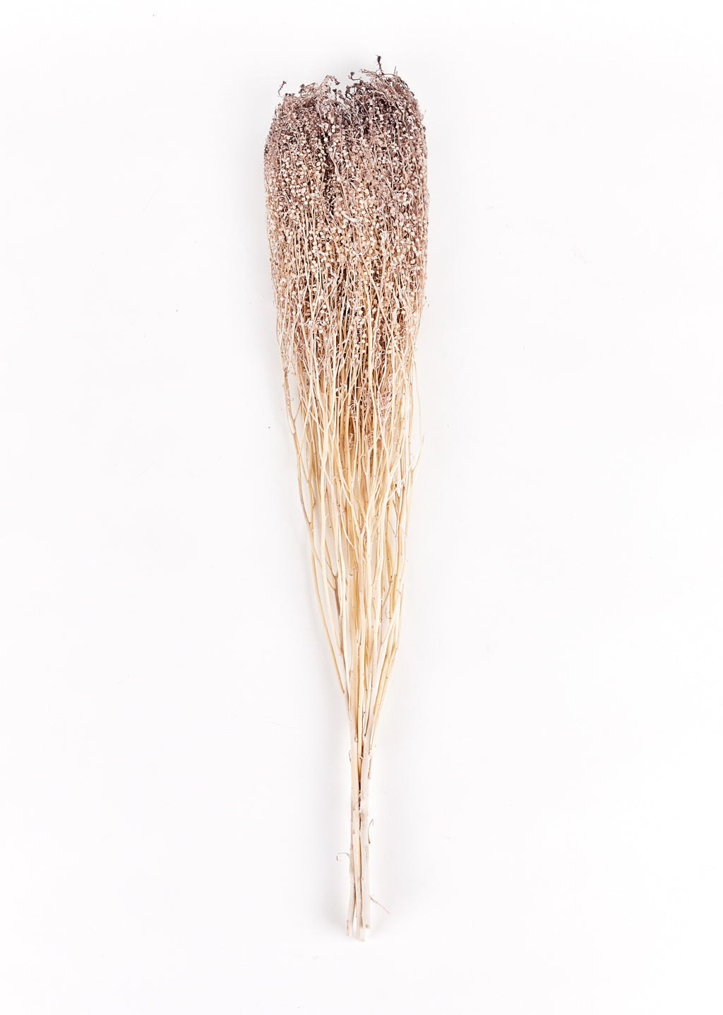 Lipidium séché