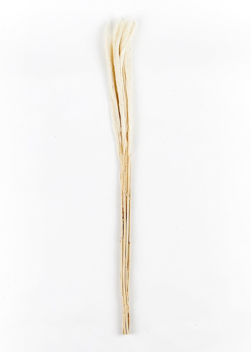 "Monkey Tail" séché