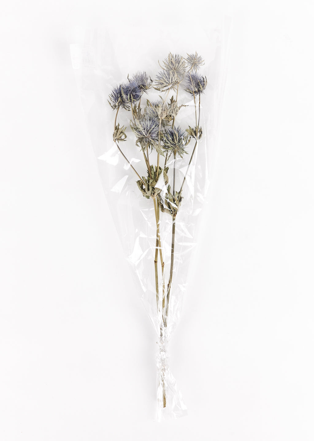 Eryngium séché
