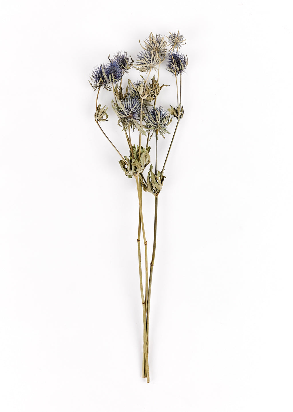 Eryngium séché
